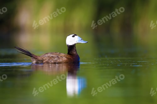 Preview: Swimming Cute Duck. Colorful Nature Background. Bird: White Headed Duck. Oxyura Leucocephala.
