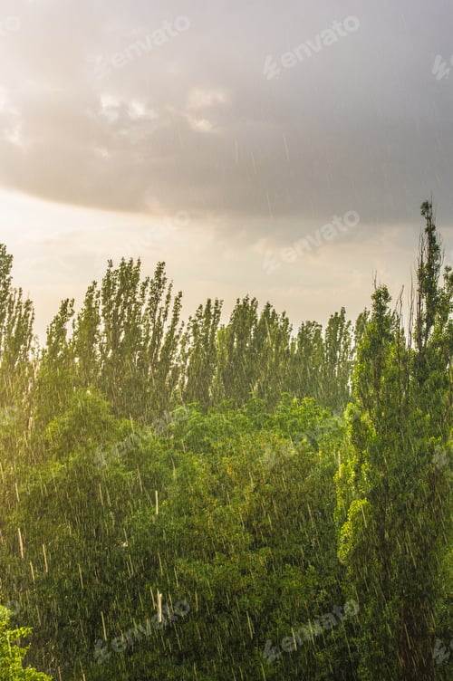 Preview: Green Trees In A Strong Summer Rain