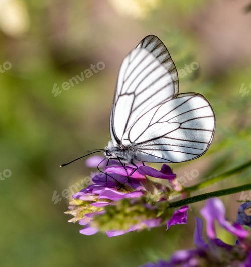 Preview: White Butterfly Sits On A Clover, Macro, Closeup.