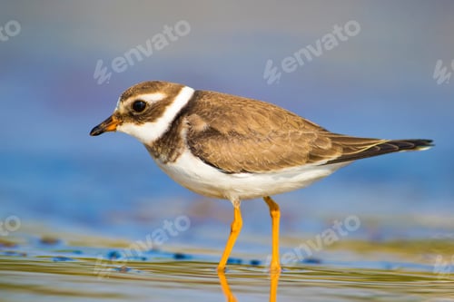 Preview: Cute Little Bird. Nature Background. Common Ringed Plover / Charadrius Hiaticula