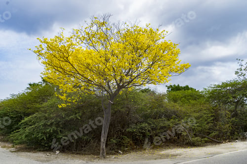 Preview: Yellow Kibrahacha Tree And Birds - Views Around Curacao A Caribbean Island