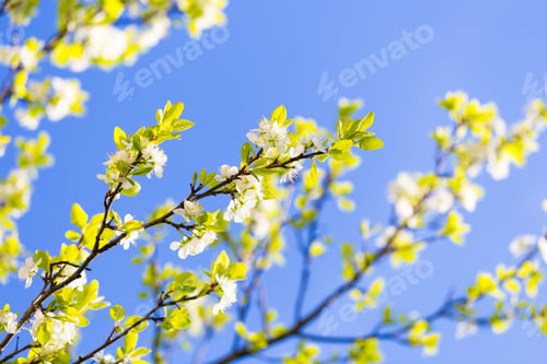 Preview: Blossoming Apple Or Pear Tree. Beautiful Macro Shot.