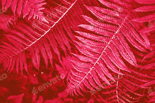 Preview: Leaves Of The Fern Against The Background Of The Summer Landscape.