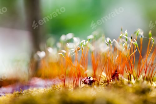 Preview: Abstract, Colorful Composition With Moss Flowers In Spring