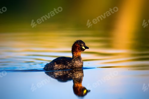 Preview: Swimming Cute Bird. Colorful Nature Background. Little Grebe. Tachybaptus Ruficollis.
