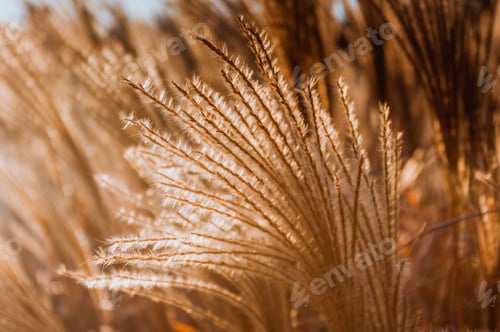 Preview: Chinese Silver Grass, Maiden Grass, Miscanthus Chinese, Miscanthus Sinensis Illuminated By Soft