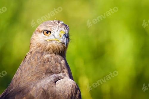 Preview: Hawk Portrait. Green Nature Background Long Legged Buzzard / Buteo Rufinus