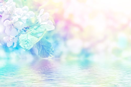 Preview: Blossoming Branch Cherry. Bright Colorful Spring Flowers