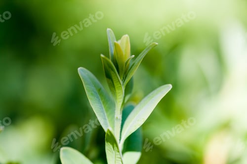 Preview: Buxus Sempervirens Bush - Macro Details With Soft Focus