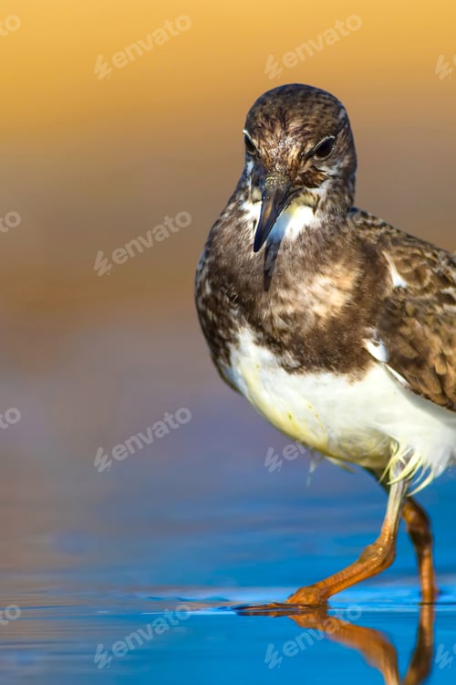 Preview: Cute Water Bird. Common Bird Ruddy Turnstone. Colorful Nature Background. Bird: Ruddy Turnstone