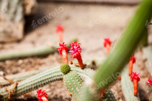 Preview: Cactus With Flowers In Botanical Garden In Balchik, Bulgaria