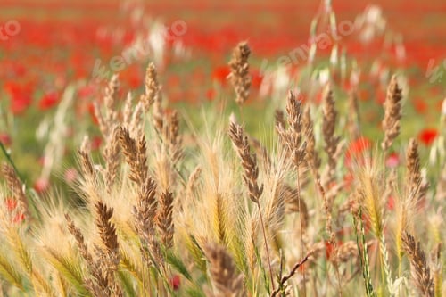 Preview: Rye And Wheat - Agriculture In Apulia Region Of Italy.