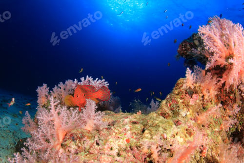 Preview: Coral Reef And Fish Underwater In Ocean