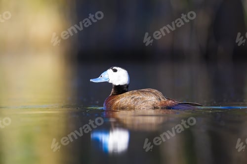 Preview: Duck Swimming In Lake. White Headed Duck White Headed Duck Oxyura Leucocephala