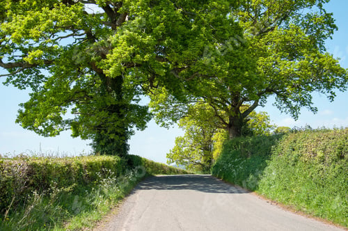 Preview: Lush Green Trees In The British Countryside.