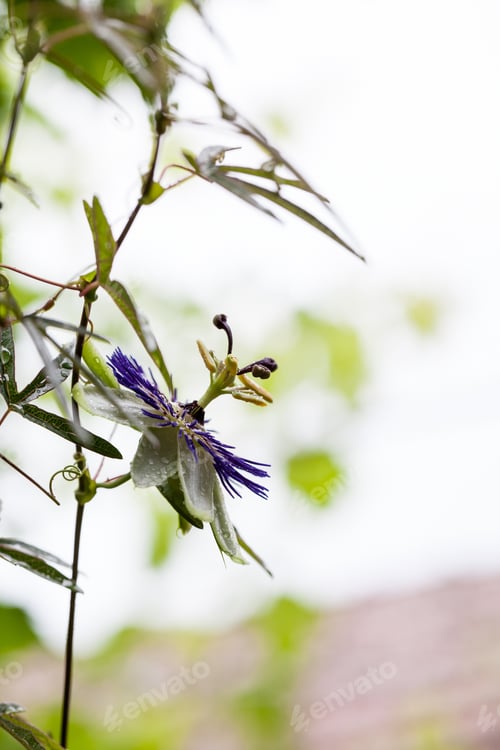 Preview: Passion Flower (Passiflora Incarnata) With Details