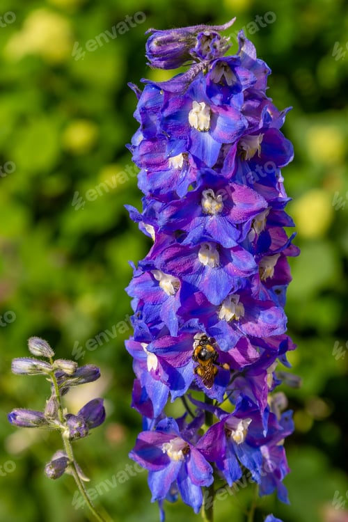 Preview: Beautiful Delphiniums Blooming In The Garden.