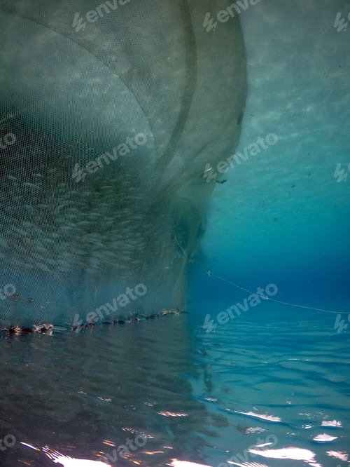 Preview: Snorkelling With Turtles Views Arund The Small Caribbean Island Of Curacao