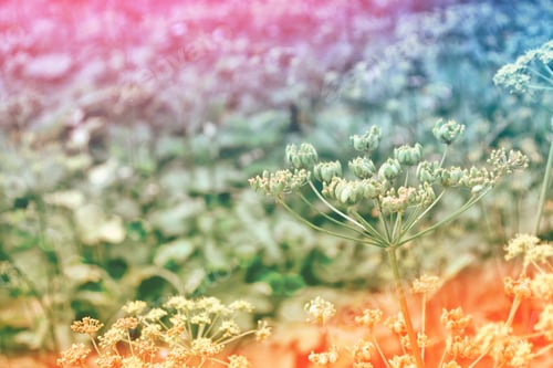 Preview: Blurred Image Of Grass. Summer Colorful Abstract Background.