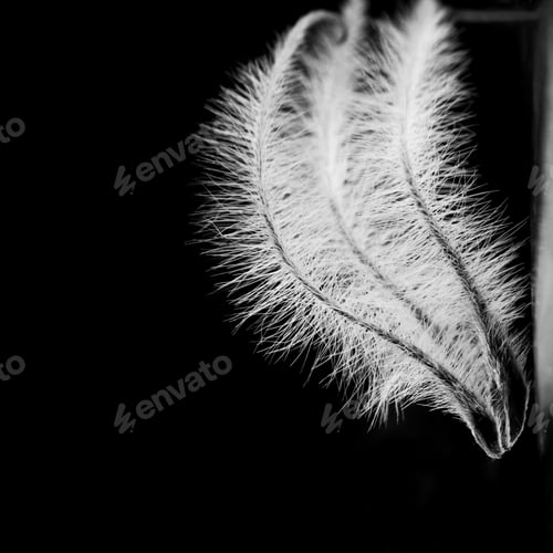 Preview: Fluffy