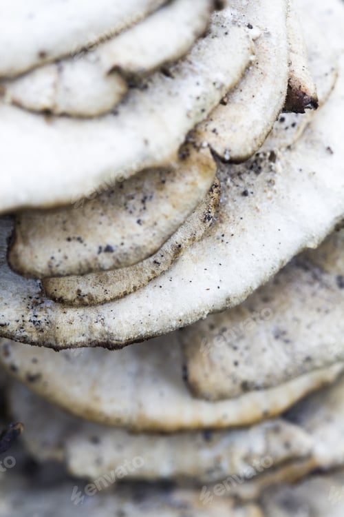 Preview: White Tree Mushrooms On An Old Trunk With Natural Background