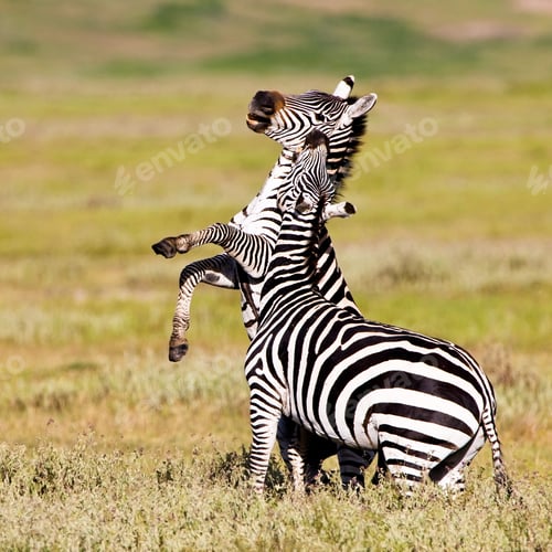 Preview: Zebras In The Ngorongoro Crater, Tanzania