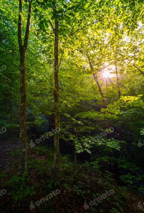 Preview: Summer Forest In The Morning. Beautiful Nature Background With Sun Burst Among The Branches
