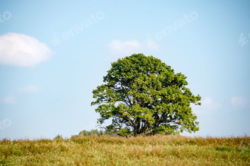 Preview: Countryside Fields In Autumn With Forests In Background And Clouds Above
