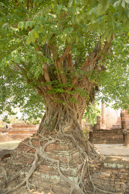 Preview: Tree Roots, Sukhothai Historical Park, Thailand. Trees In The Sukhothai Historical Park, Thailand.