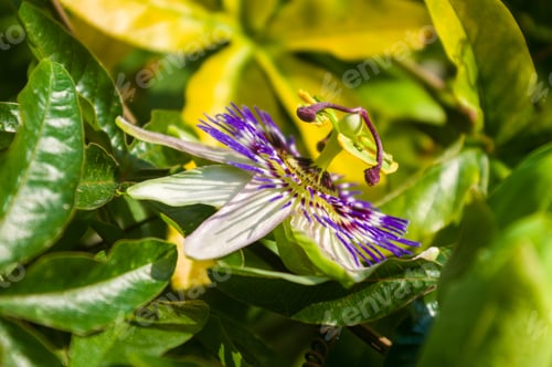 Preview: Passion Flower Passiflora Caerulea Passionflower Against Green Garden Background