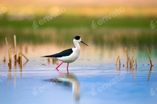 Preview: Cute Long Legged Bird. Colorful Nature Background.