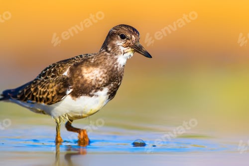 Preview: Cute Water Bird. Nature Background. Ruddy Turnstone / Arenaria Interpres
