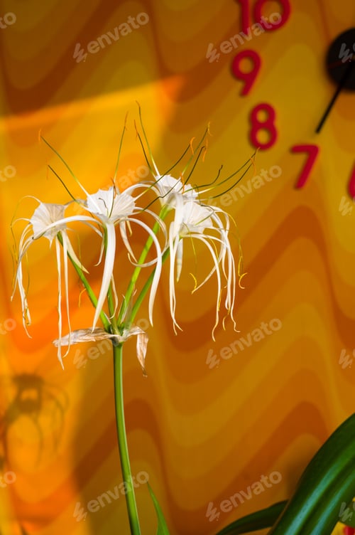 Preview: Caribbean Spider-Lily, Unique Style White Flower On Multicolored Background