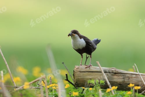 Preview: White-Throated Dipper Germany