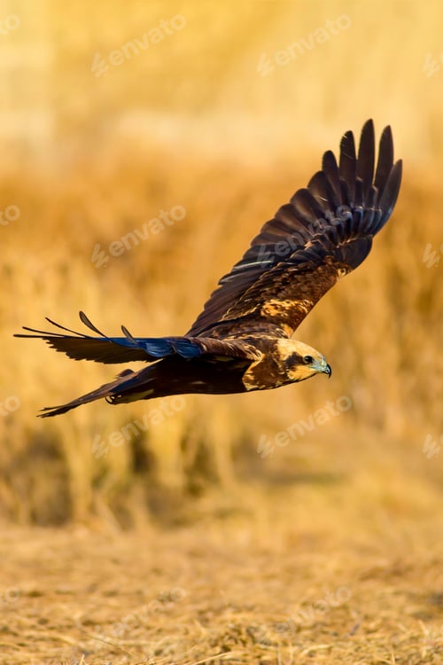 Preview: Flying Wild Bird. Yellow Nature Background.