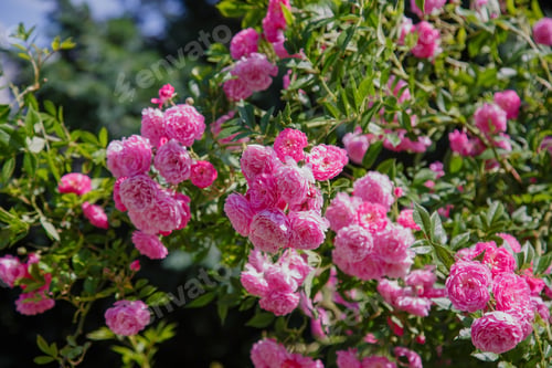 Preview: Pink Roses On A Bush. Climbing Roses In The Garden.