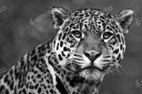 Preview: Vintage Style Black And White Image Of A Jaguar - Panthera Onca
