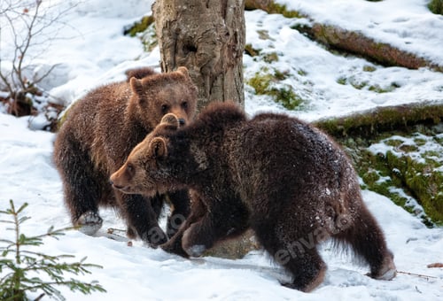 Preview: Young Brown Bears (Ursus Arctos) In The Bayerischer Wald National Park, Bayern, Germany