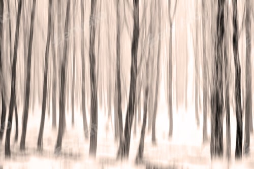 Preview: Foggy Winter Morning And Forest Poplar Trees