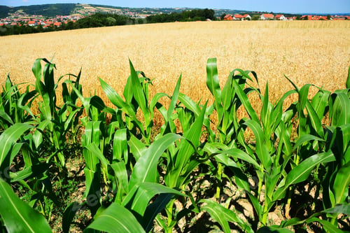 Preview: Young Green Corn Field In Agricultural Garden