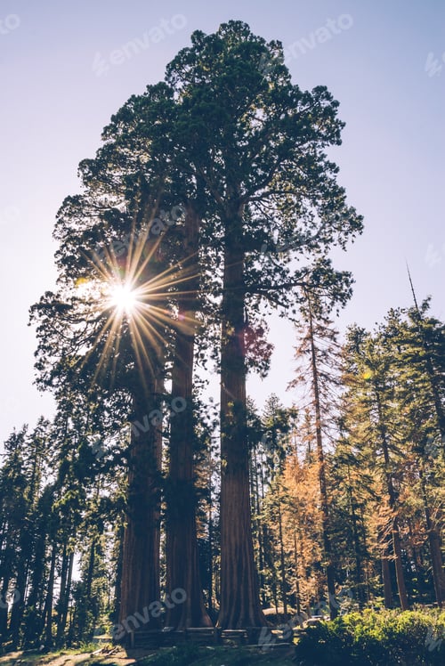 Preview: Dawn In The Forest Of Sequoias. Sequoia National Park, California