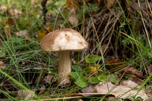 Preview: Close Up View Of Edible Forest Mushroom Brown Cap Boletus Growing In The Autumn Forest Among Fallen