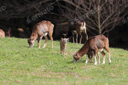 Preview: Big European Mouflon On The Grassland Wild Animal In The Nature Habitat, Saxony , Germany