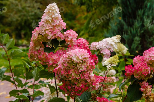 Preview: Hydrangea Paniculata In Autumn Garden