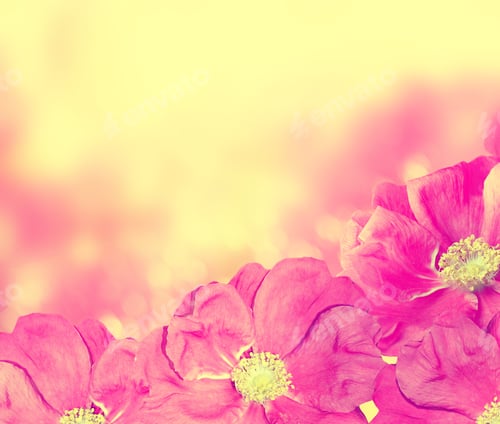 Preview: Summer Landscape. Delicate Wild Rose Garden Flowers