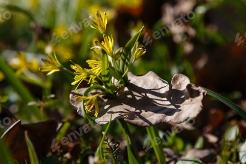 Preview: Least Gagea (Gagea Minima) Flowers Blooming At Spring Time In Garden Or Forest