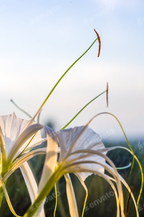 Preview: Caribbean Spider-Lily, Unique Style White Flower On Multicolored Background