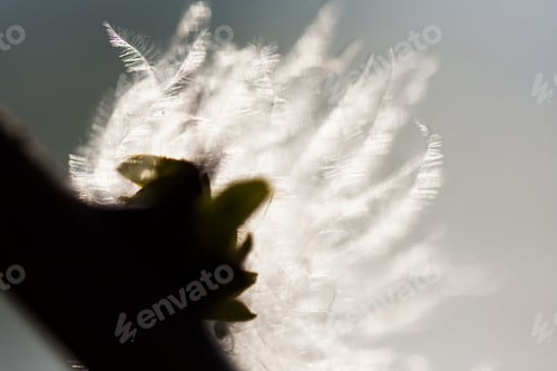 Preview: Fluffy Dried Seed From A Wild Plant - In The Field With Natural Background