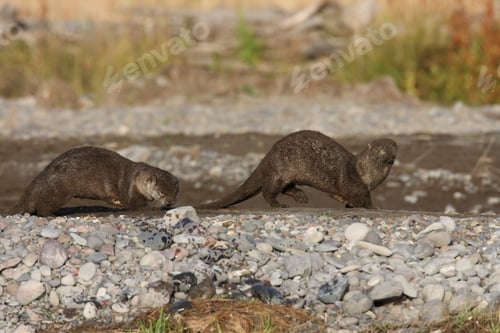 Preview: River Otter Yellowstone N.P., Wyoming