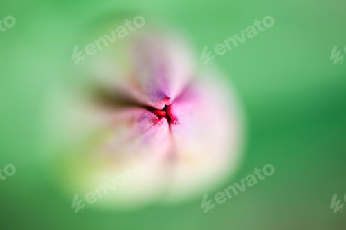 Preview: Abstract Photo With Tulip Petals